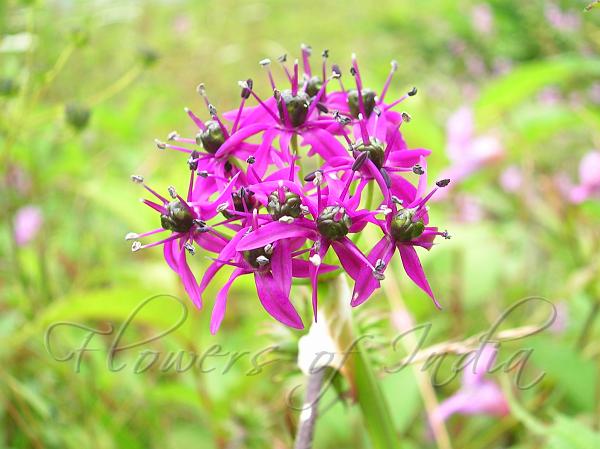 Himalayan Onion